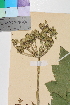  (Heracleum persicum sphondylium - TROM_V_16951_sg)  @11 [ ] CreativeCommons - Attribution Non-Commercial Share-Alike (2014) Unspecified Tromso University Museum