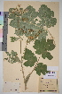  ( - TROM_V_114793_sg)  @11 [ ] CreativeCommons - Attribution Non-Commercial Share-Alike (2014) Unspecified Tromso University Museum