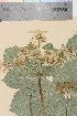  (Heracleum sphondylium sphondylium - TROM_V_114793_sg)  @11 [ ] CreativeCommons - Attribution Non-Commercial Share-Alike (2014) Unspecified Tromso University Museum