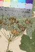  ( - TROM_V_114793_sg)  @11 [ ] CreativeCommons - Attribution Non-Commercial Share-Alike (2014) Unspecified Tromso University Museum