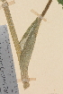  ( - TROM_V_114793_sg)  @11 [ ] CreativeCommons - Attribution Non-Commercial Share-Alike (2014) Unspecified Tromso University Museum