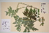  (Heracleum sphondylium - TROM-V-70334)  @11 [ ] CreativeCommons - Attribution Non-Commercial Share-Alike (2014) Unspecified Tromso University Museum