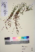  ( - TROM_V_90360_sg)  @11 [ ] CreativeCommons - Attribution Non-Commercial Share-Alike (2015) Unspecified Tromso University Museum