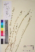  (Juncus articulatus - TROM-V-81310)  @11 [ ] CreativeCommons - Attribution Non-Commercial Share-Alike (2013) Unspecified Tromso University Museum