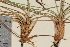  ( - TROM-V-88461)  @11 [ ] CreativeCommons - Attribution Non-Commercial Share-Alike (2013) Unspecified Tromso University Museum