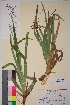  ( - TROM-V-325)  @11 [ ] CreativeCommons - Attribution Non-Commercial Share-Alike (2013) Unspecified Tromso University Museum