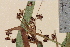  ( - TROM-V-325)  @11 [ ] CreativeCommons - Attribution Non-Commercial Share-Alike (2013) Unspecified Tromso University Museum