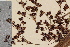  ( - TROM-V-342)  @11 [ ] CreativeCommons - Attribution Non-Commercial Share-Alike (2013) Unspecified Tromso University Museum