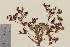  ( - TROM-V-964251)  @11 [ ] CreativeCommons - Attribution Non-Commercial Share-Alike (2013) Unspecified Tromso University Museum