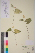  ( - TROM-V-133953)  @11 [ ] CreativeCommons - Attribution Non-Commercial Share-Alike (2013) Unspecified Tromso University Museum
