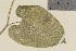  ( - TROM-V-133953)  @11 [ ] CreativeCommons - Attribution Non-Commercial Share-Alike (2013) Unspecified Tromso University Museum