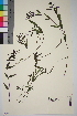  (Melampyrum pratense - TROM_V_960647_sg)  @11 [ ] CreativeCommons - Attribution Non-Commercial Share-Alike (2014) Unspecified Tromso University Museum
