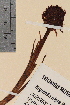  (Nigritella - TROM-V-45902)  @11 [ ] CreativeCommons - Attribution Non-Commercial Share-Alike (2013) Unspecified Tromso University Museum