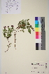  ( - TROM_V_962175_sg)  @11 [ ] CreativeCommons - Attribution Non-Commercial Share-Alike (2014) Unspecified Tromso University Museum