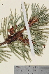  (Pinus sylvestris - TROM_V_960401_sg)  @11 [ ] CreativeCommons - Attribution Non-Commercial Share-Alike (2014) Unspecified Tromso University Museum