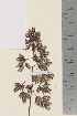  ( - TROM_V_201044_sg)  @11 [ ] CreativeCommons - Attribution Non-Commercial Share-Alike (2015) Unspecified Tromso University Museum