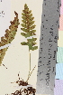  ( - TROM_V_149533_sg)  @11 [ ] CreativeCommons - Attribution Non-Commercial Share-Alike (2014) Unspecified Tromso University Museum