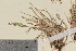  (Puccinellia nutkaensis - TROM-V-965714)  @11 [ ] CreativeCommons - Attribution Non-Commercial Share-Alike (2013) Unspecified Tromso University Museum