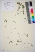 ( - TROM_V_960404_sg)  @11 [ ] CreativeCommons - Attribution Non-Commercial Share-Alike (2015) Unspecified Tromso University Museum