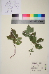 ( - TROM_V_147352_sg)  @11 [ ] CreativeCommons - Attribution Non-Commercial Share-Alike (2014) Unspecified Tromso University Museum