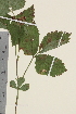  ( - TROM_V_147352_sg)  @11 [ ] CreativeCommons - Attribution Non-Commercial Share-Alike (2014) Unspecified Tromso University Museum