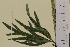  ( - SEL_0010)  @11 [ ] CreativeCommons - Attribution Non-Commercial Share-Alike (2013) Unspecified Tromso University Museum