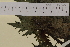  ( - SEL_0014)  @11 [ ] CreativeCommons - Attribution Non-Commercial Share-Alike (2013) Unspecified Tromso University Museum