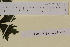  ( - SEL_0015)  @11 [ ] CreativeCommons - Attribution Non-Commercial Share-Alike (2013) Unspecified Tromso University Museum