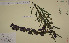  (Aconitum stoerkianum - SEL_0016)  @11 [ ] CreativeCommons - Attribution Non-Commercial Share-Alike (2013) Unspecified Tromso University Museum