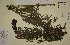  ( - SEL_0018)  @11 [ ] CreativeCommons - Attribution Non-Commercial Share-Alike (2013) Unspecified Tromso University Museum