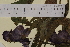  ( - SEL_0019)  @11 [ ] CreativeCommons - Attribution Non-Commercial Share-Alike (2013) Unspecified Tromso University Museum