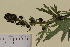  ( - SEL_0021)  @11 [ ] CreativeCommons - Attribution Non-Commercial Share-Alike (2013) Unspecified Tromso University Museum