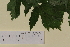  ( - SEL_0029)  @11 [ ] CreativeCommons - Attribution Non-Commercial Share-Alike (2013) Unspecified Tromso University Museum