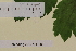  ( - SEL_0030)  @11 [ ] CreativeCommons - Attribution Non-Commercial Share-Alike (2013) Unspecified Tromso University Museum
