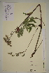  ( - SEL_0125)  @11 [ ] CreativeCommons - Attribution Non-Commercial Share-Alike (2012) Unspecified Tromso University Museum