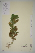  ( - SEL_0518)  @11 [ ] CreativeCommons - Attribution Non-Commercial Share-Alike (2012) Unspecified Tromso University Museum