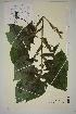  ( - SEL_0527)  @11 [ ] CreativeCommons - Attribution Non-Commercial Share-Alike (2012) Unspecified Tromso University Museum