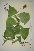  ( - SEL_0529)  @11 [ ] CreativeCommons - Attribution Non-Commercial Share-Alike (2012) Unspecified Tromso University Museum