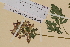  ( - SEL_0575)  @11 [ ] CreativeCommons - Attribution Non-Commercial Share-Alike (2012) Unspecified Tromso University Museum