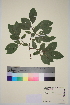  ( - TROM_V_351289_sg)  @11 [ ] CreativeCommons - Attribution Non-Commercial Share-Alike (2014) Unspecified Tromsø University Museum