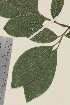  (Salix caprea - TROM_V_351289_sg)  @11 [ ] CreativeCommons - Attribution Non-Commercial Share-Alike (2014) Unspecified Tromsø University Museum