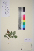  (Salix hastata - TROM_V_134535_sg)  @11 [ ] CreativeCommons - Attribution Non-Commercial Share-Alike (2014) Unspecified Tromso University Museum