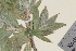  ( - TROM_V_149363_sg)  @11 [ ] CreativeCommons - Attribution Non-Commercial Share-Alike (2014) Unspecified Tromso University Museum