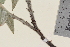  ( - TROM_V_149363_sg)  @11 [ ] CreativeCommons - Attribution Non-Commercial Share-Alike (2014) Unspecified Tromso University Museum
