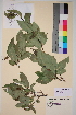  ( - TROM_V_12563_sg)  @11 [ ] CreativeCommons - Attribution Non-Commercial Share-Alike (2014) Unspecified Tromso University Museum