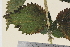  (Urtica dioica dioica - TROM_V_960099_sg)  @11 [ ] CreativeCommons - Attribution Non-Commercial Share-Alike (2014) Unspecified Tromso University Museum