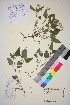  (Viola canina nemoralis - TROM_V_202130_sg)  @11 [ ] CreativeCommons - Attribution Non-Commercial Share-Alike (2015) Unspecified Tromso University Museum