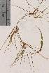  ( - TROM-V-9351)  @11 [ ] CreativeCommons - Attribution Non-Commercial Share-Alike (2013) Unspecified Tromso University Museum