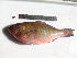  (Scarus ghobban - NPPF1097)  @15 [ ] Copyright (2010) H. Asgharian 2010 Unspecified