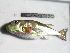  (Lagocephalus guentheri - NPPF1109)  @14 [ ] Copyright (2010) H. Asgharian 2010 Unspecified